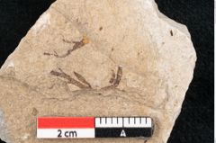 Foto (Detailansicht) von Cystoseira communis Unger (NHMW-GEO-2024-0188-6641)